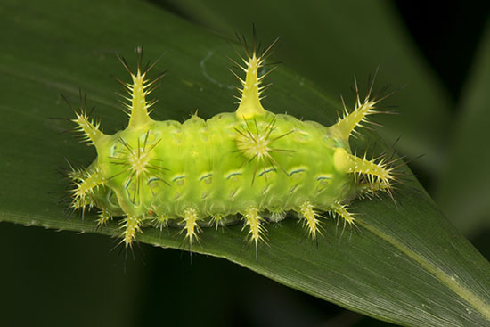 Limacodid Caterpillar ry(Limacodidae sp.)