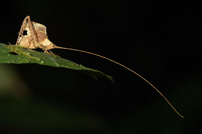 Long-horned Leaf-cricket (Tettigoniid sp.)