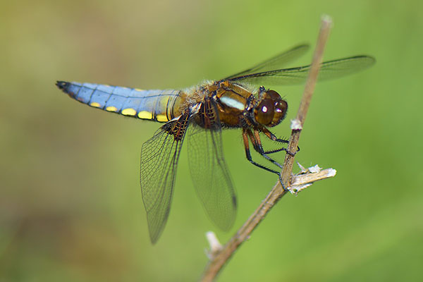 Broad-bodied Chaser (Libellula depressa)