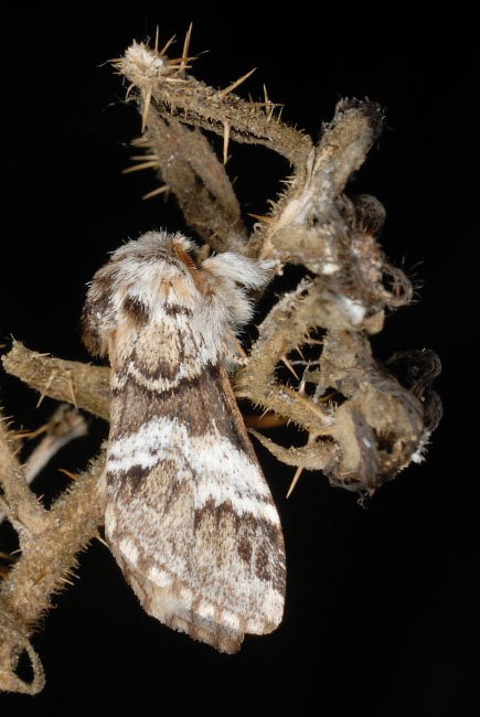 Marbled Brown moth (Drymonia dodonaea)