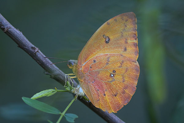 Orange-barred Sulphur butterfly (Phoebis philea) egg-laying 