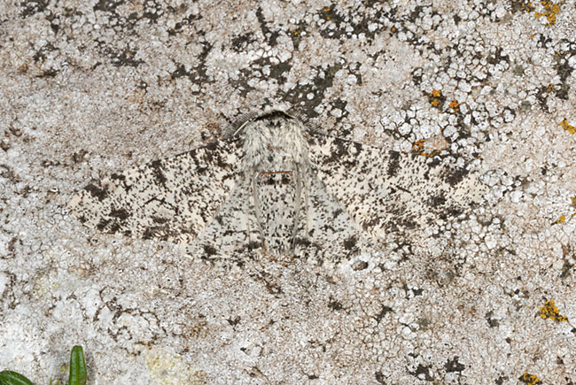 Camouflaged Peppered Moth (Biston betularia) on limestone