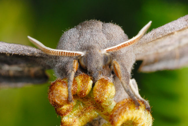 Poplar Hawk Moth (Laothoe populi) in the Alun Valley, south Wales