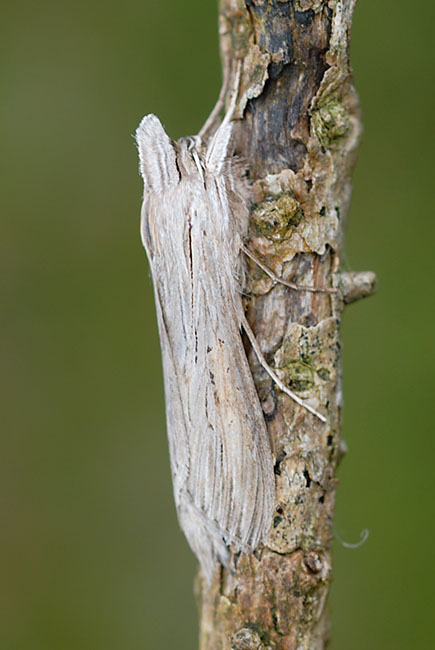 Shark Moth (Cucullia umbratica) on a gorse twig
