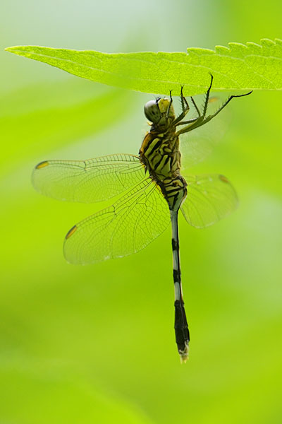 Slender Skimmer dragonfly (Orthetrum sabina) on Flores Island