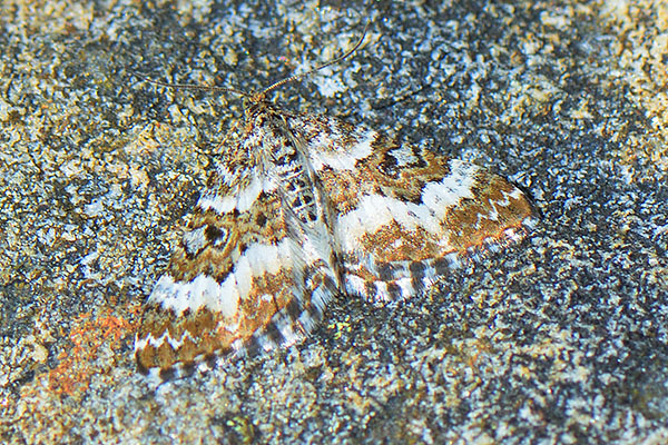 Small Argent and Sable moth (Epirrhoe tristata) at Creag Meagaidh