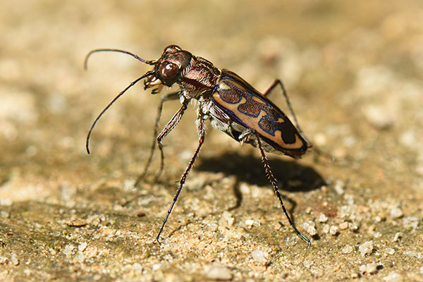 Lophyra Tiger Beetle on Zanzibar
