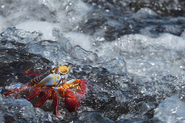 Sally Lightfoot Crab (Grapsus grapsus) on isabella 