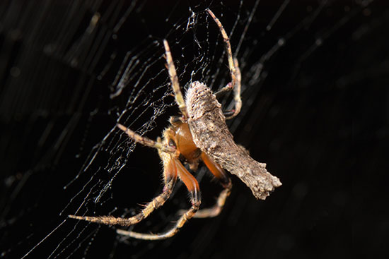 Poltys spider (Poltys sp.) on the web 