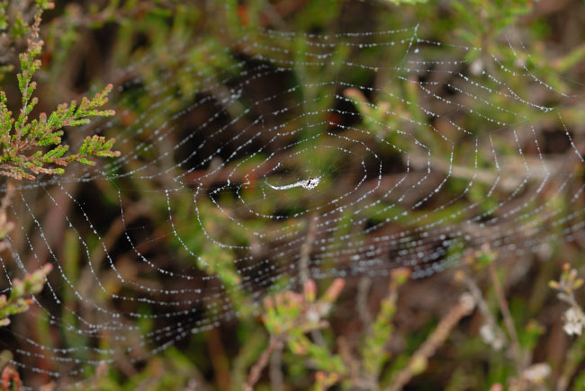 Hackled Orbweb Spider (Uloborus walckenaerius) on it's web on Witely Common, Surrey, England