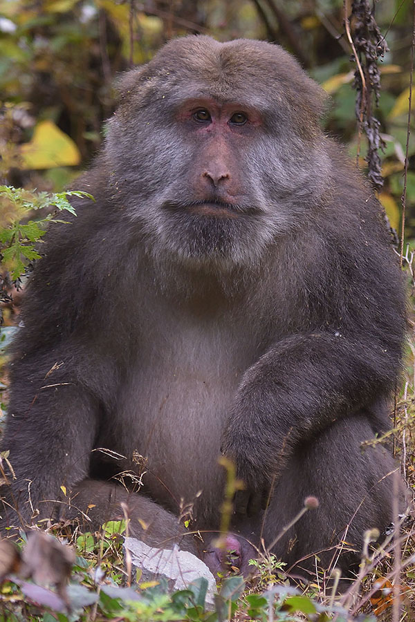 Adult Tibetan Macaque (Macaca thibetana)