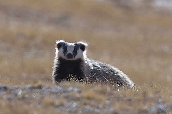 Asian Badger (Meles leucurus)