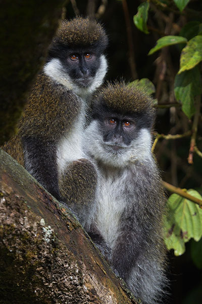 Bale Monkeys (Chlorocebus djamdjamensis) in the Bale Mountains