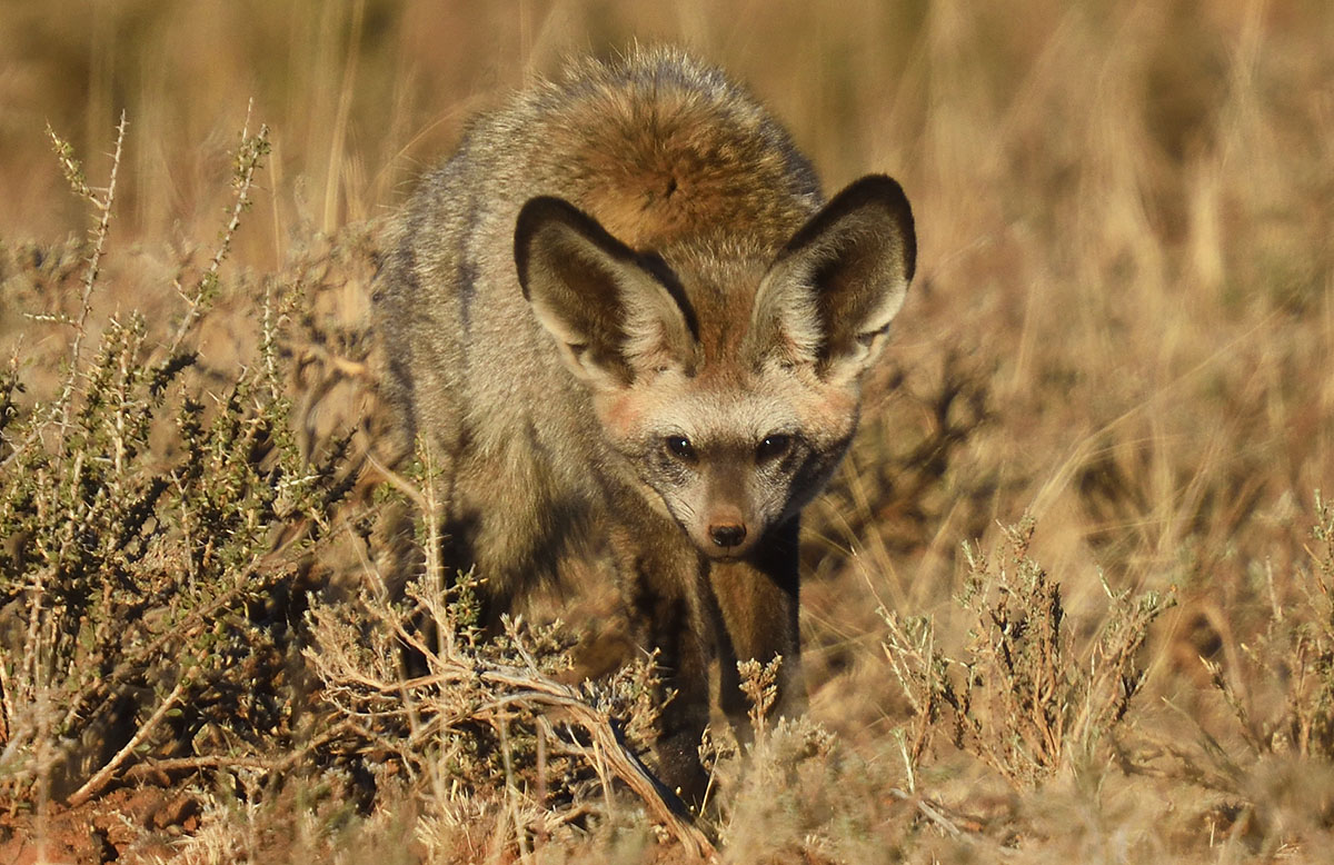 Bat-eared Fox (Otocyon megalotis) in South Africa