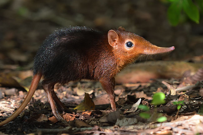 Black and Rufous Elephant Shrew (Rhynchocyon petersi) in Jozani National Park