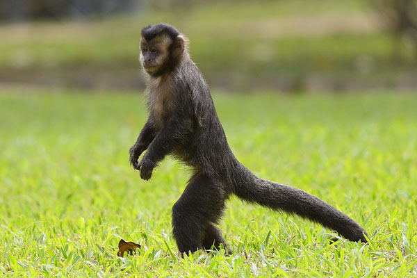 Black Capuchin (Sapajus nigritus) in Rio de Janiero Botanical Gardens