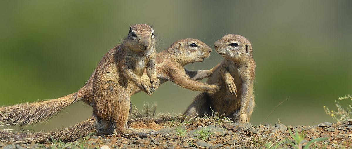 Cape Ground Squirrels (Geosciurus inauris)