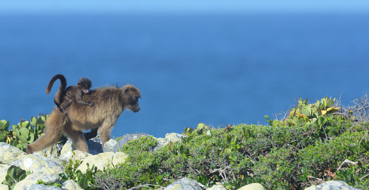 Mother and baby Chacma Baboon (Papio ursinus) in the Cape of Good Hope