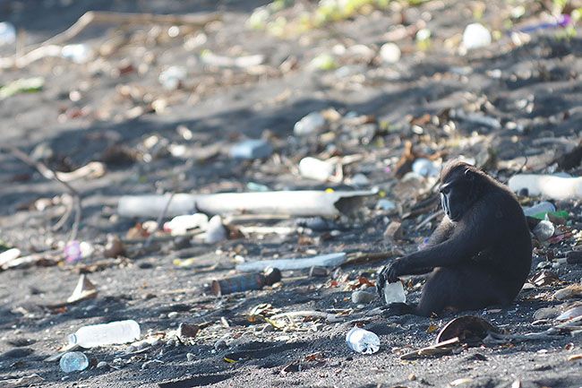Crested Macaque (Macaca nigra) surrounded by plastic