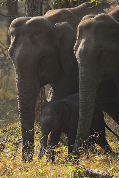 Asian Elephant (Elephas maximus) family in Nagarahole NP