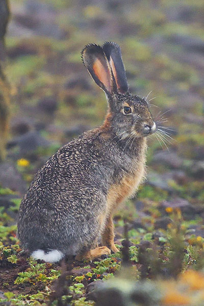 Ethiopian Highland Hare (Lepus starcki) in the Bale Mountains