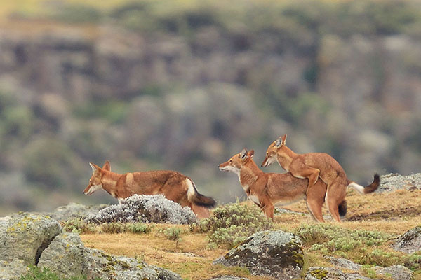 A pair of Ethiopian Wolf (Canis simensis) mating