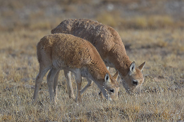 Tibetan Antelope (Pantholops hodgsonii)