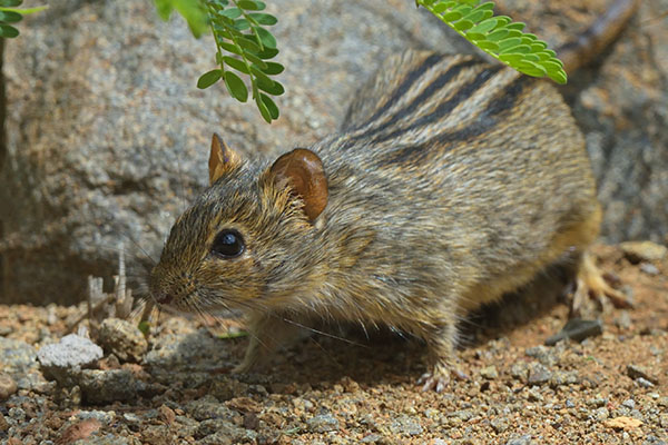 Four-striped Grass Mouse (Rhabdomys pumilio)