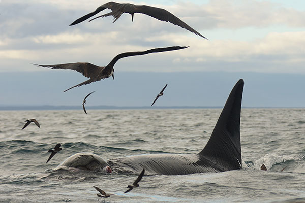 Killer Whale (Orcinus orca) in the galapagos islands