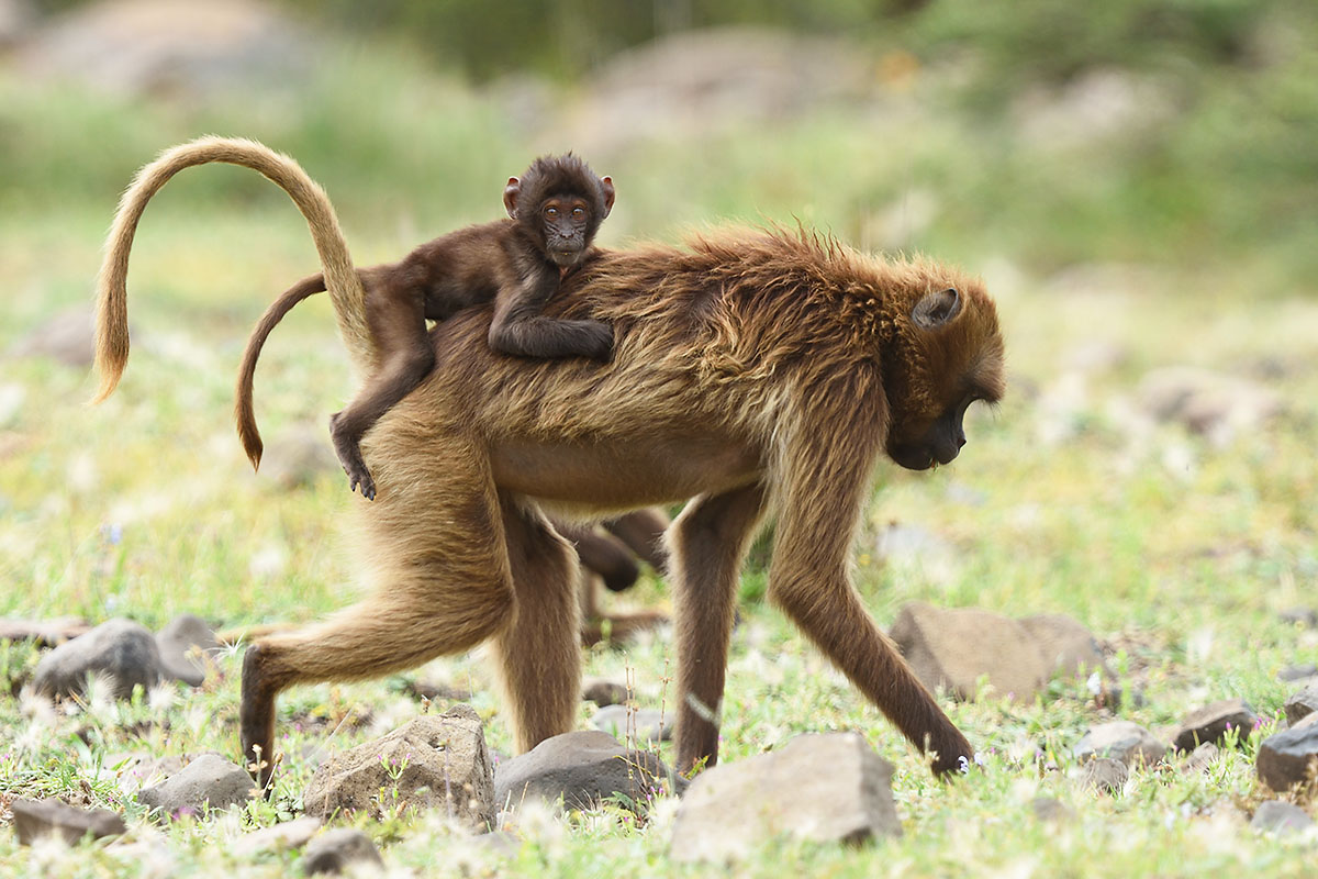 Mother & baby Gelada Baboon (Theropithecus gelada)