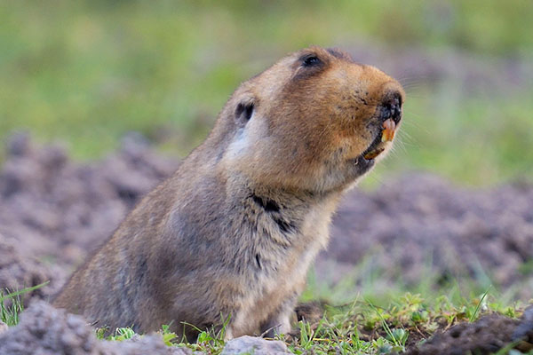 Giant Mole-rat (Spalax giganteus) in the Bale Mountains