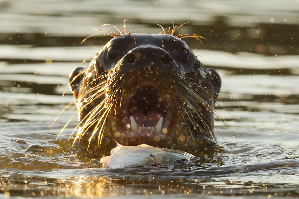 Male Andean Condor (Vultur gryphus) close-up