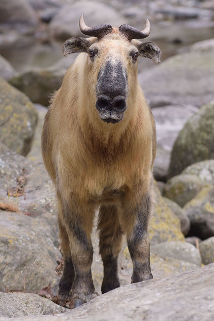 Golden Takin (Budorcas taxicolor)