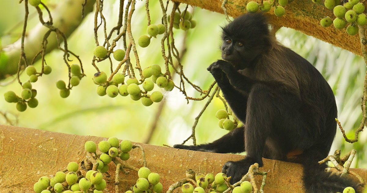 Grey-cheeked Mangabey (Lophocebus albigena) in Semuliki National Park