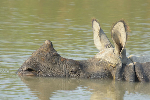 Indian One-horned Rhinoceros (Rhinoceros unicornis)
