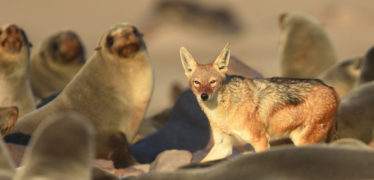 Black-backed Jackal (Canis mesomelas) in the Cape Cross fur seal colony.
