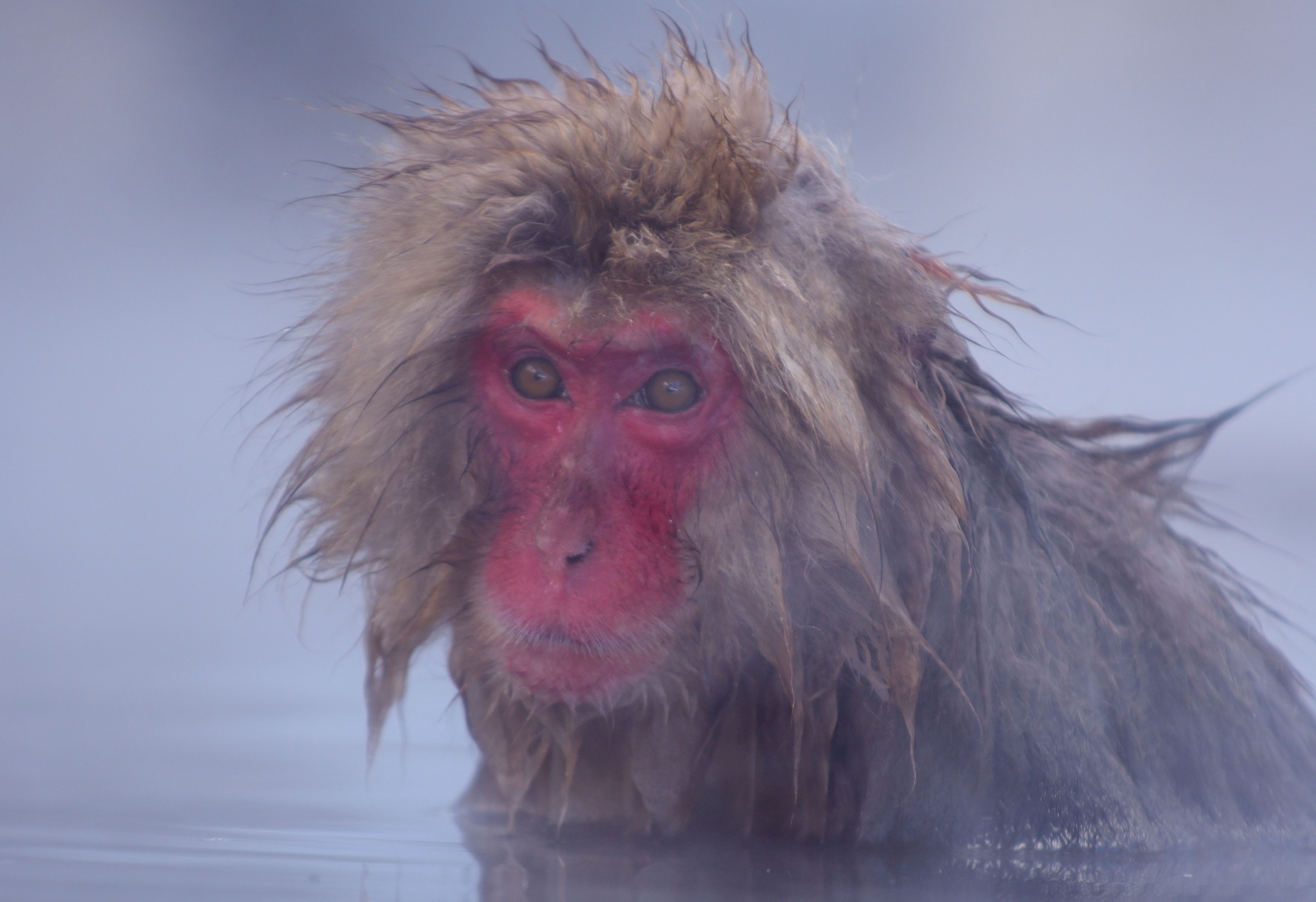 Japanese Macaque (Macaca fuscata)