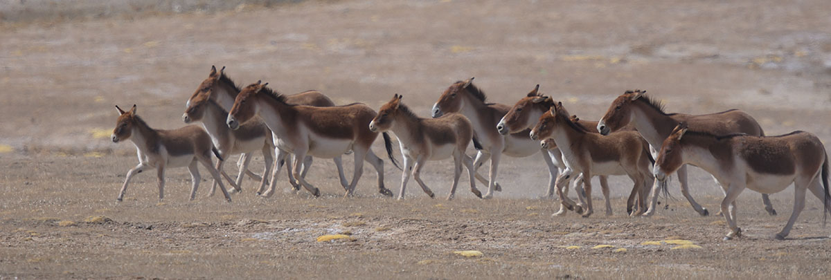 Herd of Kiang(Equus kiang)