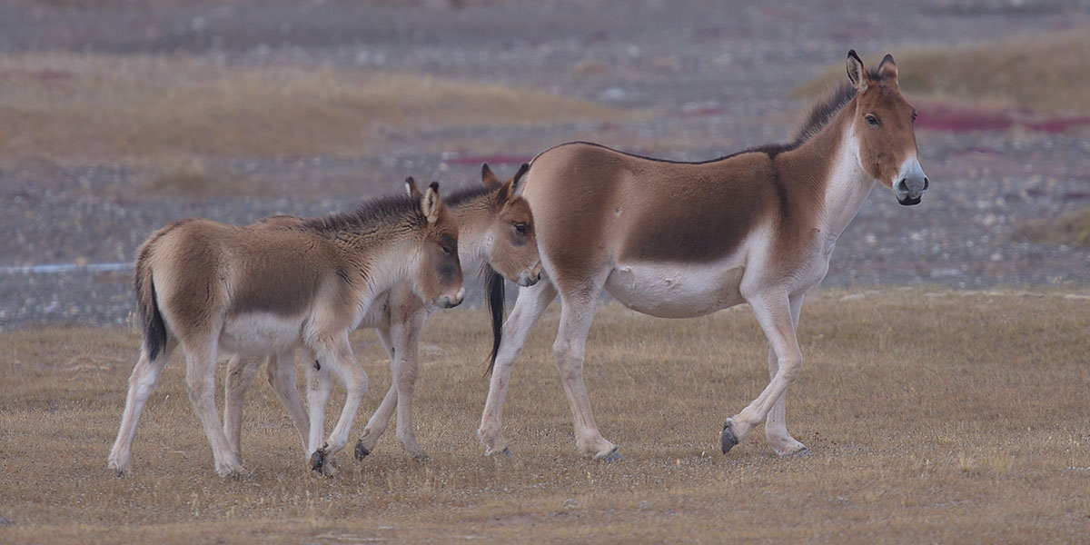 Kiang family (Equus kiang)