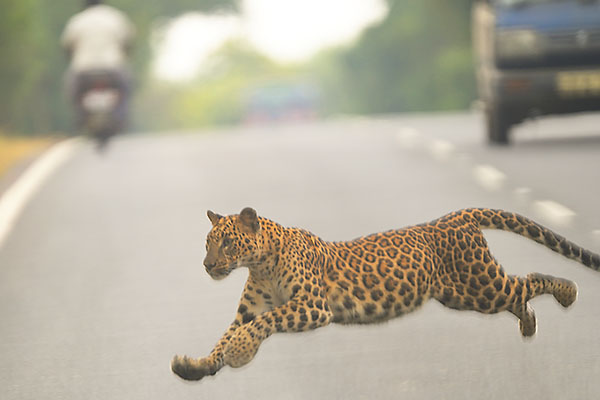 Leopard (Panthera pardus) chasing across a road
