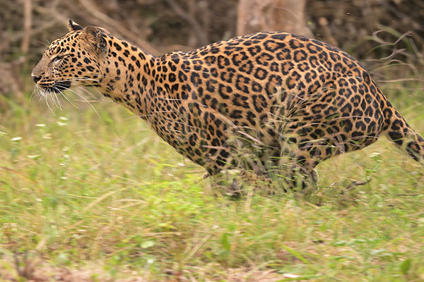 Leopard (Panthera pardus) sprinting