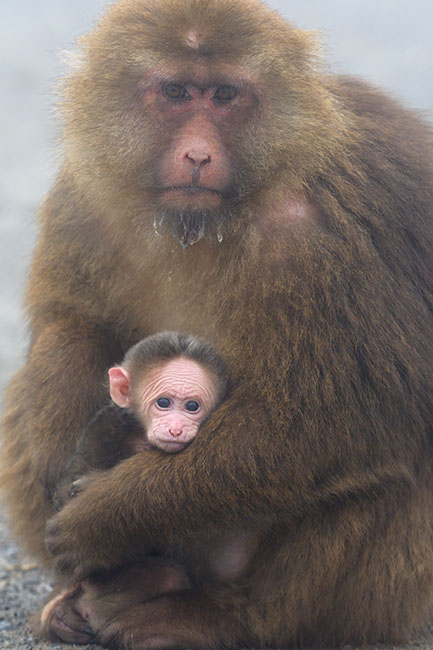 Tibetan macaque (Macaca thibetana) mother and baby