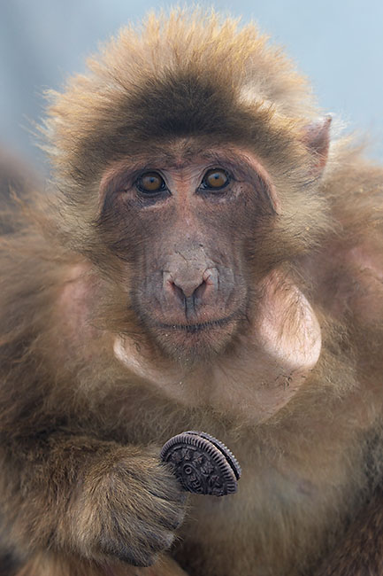Tibetan macaque (Macaca thibetana) eating biscuits
