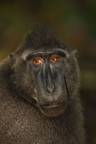 Crested Macaque (Macaca nigra) in Tangkoko National Park