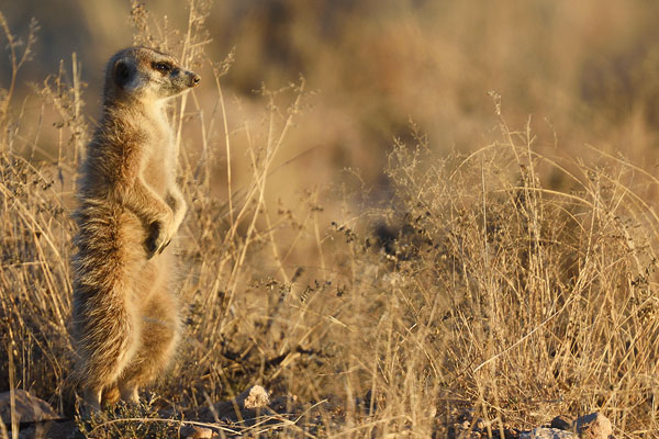 Meerkat (Suricata suricatta) in South Africa