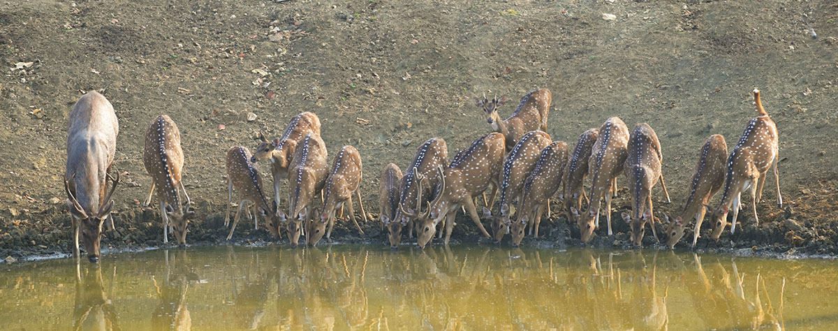 Spotted and Sambar Deer drinking