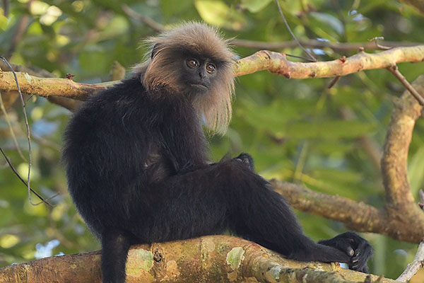 Nilgiri Langur (Semnopithecus johnii) in Periyar NP