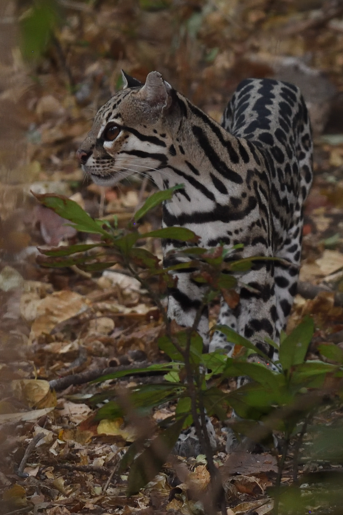 Ocelot (Leopardus pardalis) in Palo Verde National Park