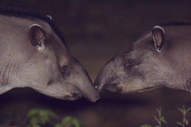 Cute brazilian Tapirs (Tapirus terrestris)