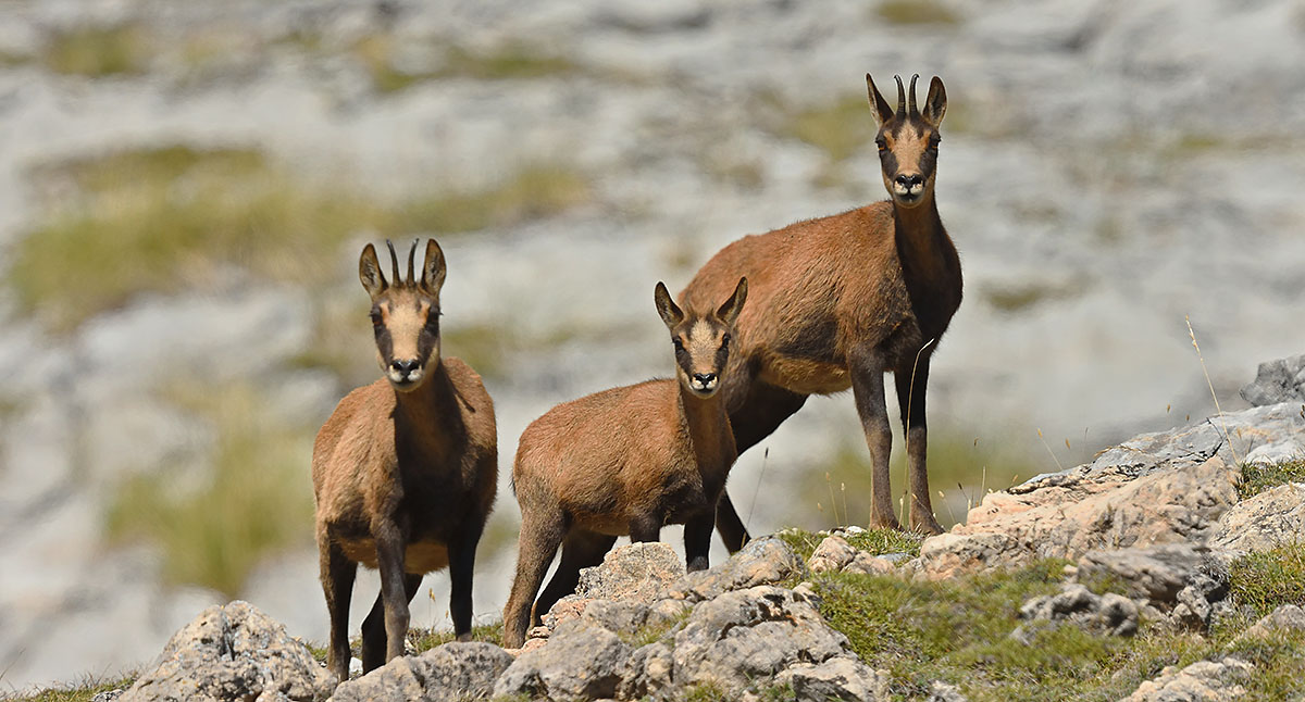 Pyrenean Chamois (Rupicapra pyrenaica) in the Spanish Mountains